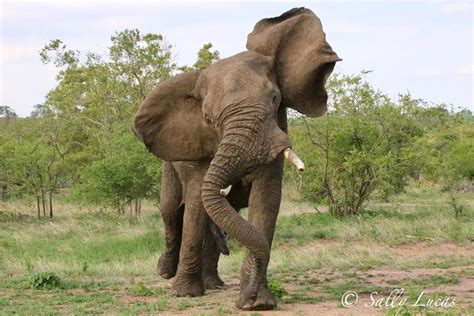 Elephant body language 101 – a guide for beginners - Africa Geographic