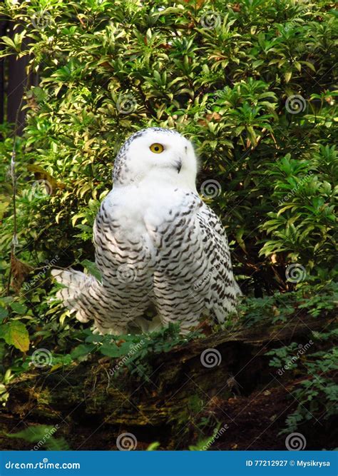 Snowy owl stock image. Image of fauna, feathers, scandiacus - 77212927