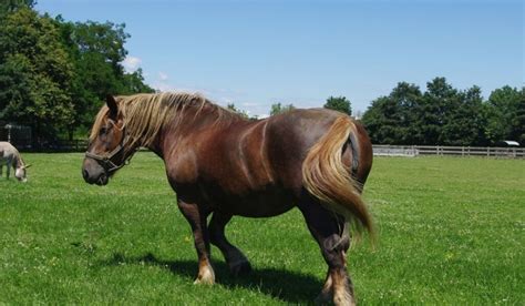 11 Stunning French Horse Breeds - Helpful Horse Hints