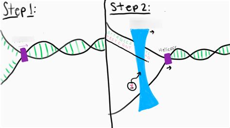 DNA replication Steps Diagram | Quizlet