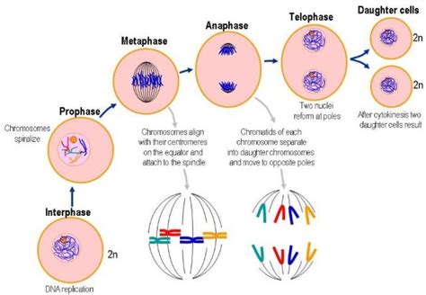 Mitosis must undergo six phases in order to procreate the two daughter cells; interphase ...