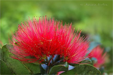 The New Zealand Christmas Tree - Plant & Nature Photos - Anina Botes ...