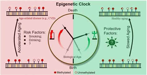 How Do I Find Out My Biological Age?