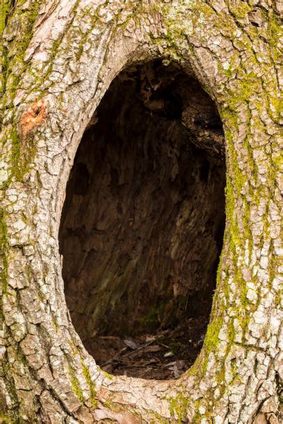 Hollow Tree Trunk Stock Photos, Pictures & Royalty-Free Images - iStock