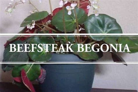 Beefsteak Begonia: Begonia Erythrophylla – Gardening Brain