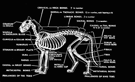 Vet Tech Study Guide: Cat Anatomy