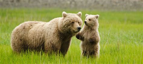 79 Interesting Bear Facts (2024) | FactRetriever.com