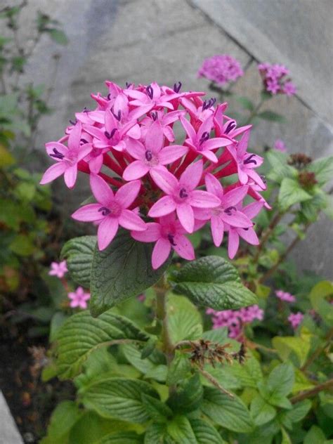 Egyptian Star Cluster (繁星花) | Star flower, Flowers, Plants