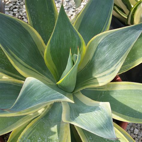 Agave 'Blue Flame Variegated' - Mid Valley Trees