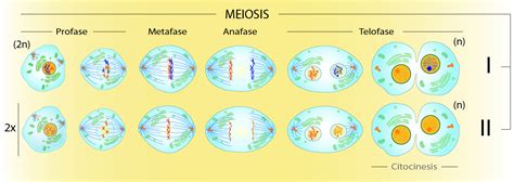 File:Meiosis mx.png