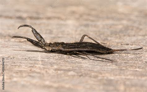 Water scorpion (Nepa cinerea) in profile. Predatory aquatic bug in the ...