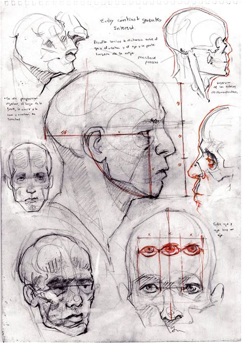 Human Head Anatomy Drawing