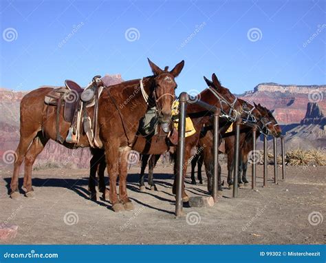 Mule Train Stock Photography - Image: 99302