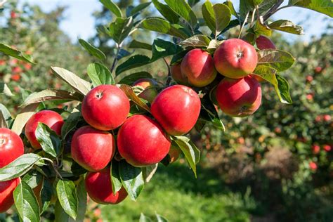 How to plant apple trees | Homes & Gardens