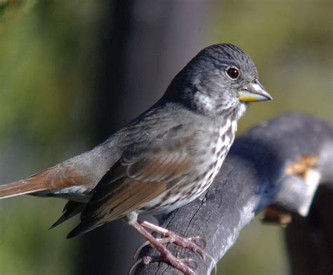 Fox Sparrow | Audubon Field Guide