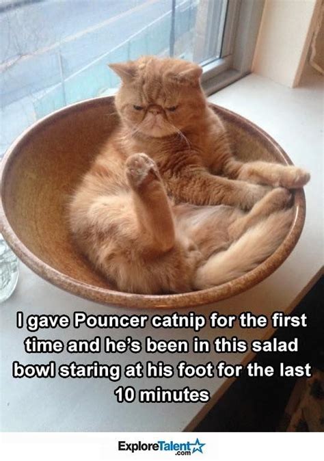 17 Cats That Might Have Had Too Much Catnip - I Can Has Cheezburger? - Funny Cats | Cat Meme ...