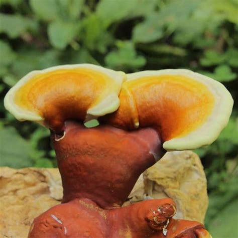 Reishi Mushroom Grow Kit - Grow Mushrooms Canada