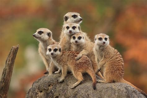 Where do Meerkats Live? - WorldAtlas.com