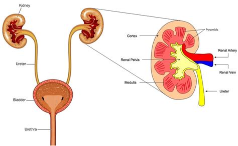 Kidney Function | The A Level Biologist - Your Hub