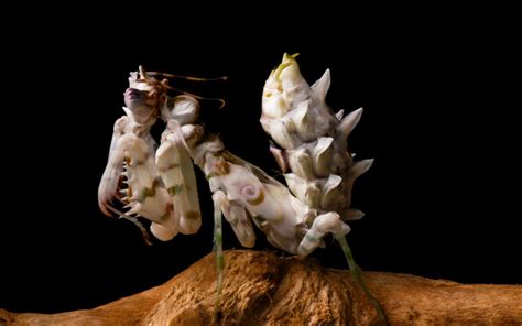 Spiny Flower Mantis - Species Profile & Facts - Insectic