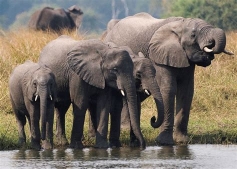 Visit Liwonde National Park in Malawi | Audley Travel