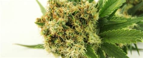 Blog: Product of the Week - Snowcap Strain Review