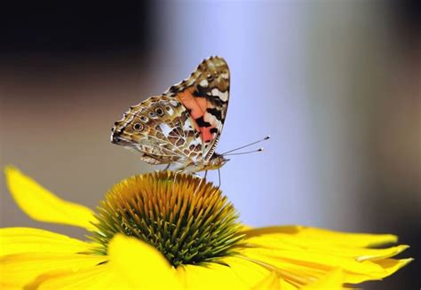 Hình ảnh miễn phí: bướm, cánh hoa, Hoa, mùa xuân, phấn hoa, thụ phấn ...