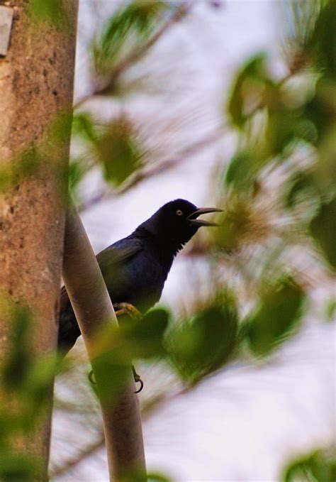 Portrait of Panama: Panama Wildlife