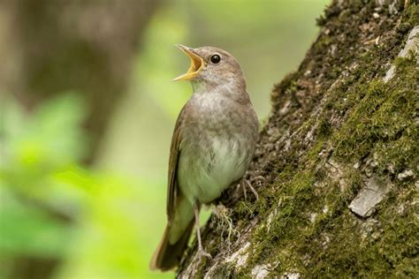 Common Nightingale Facts | CRITTERFACTS