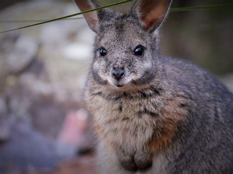 Australia Walkabout Wildlife Park | Sydney, Australia - sydney.com