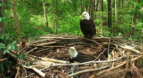 2017 Dollywood Nesting Season | American Eagle Foundation