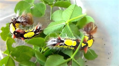 Blue Morpho Caterpillars eating (M.peleides) - YouTube