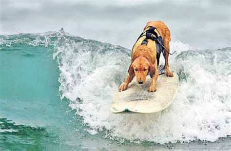 Dog Surfing Coach: Teaching surfing to Man's best friend | Weird Jobs