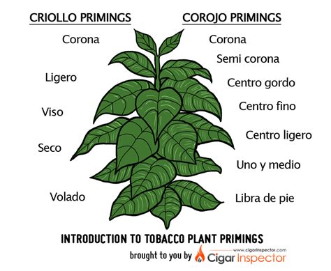 cigar shapes chart - Google Search | Tobacco plant, Plant leaves, Tobacco leaf