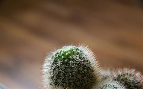 Green cactus HD wallpaper | Wallpaper Flare