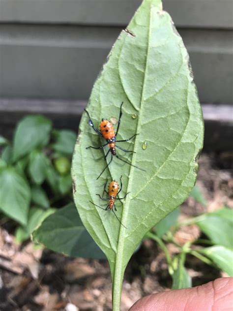 Found these bugs in my pepper garden. What are they? Are they pests? If so, what should I use to ...