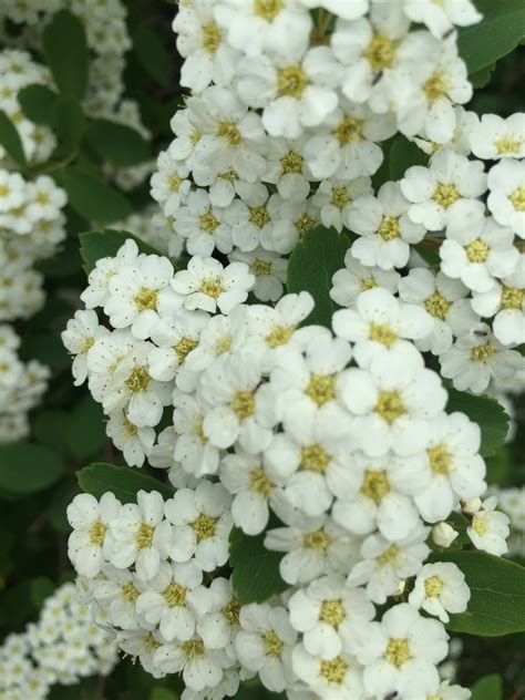 Bridal-Wreath Spiraea in Bloom – Ruth E. Hendricks Photography