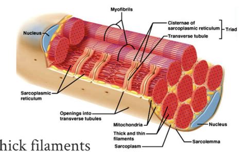 Myofibrils Diagram | Quizlet