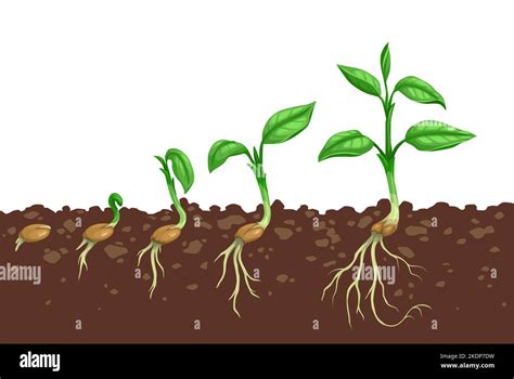 Plant growth steps. Seed germination in soil. Agriculture seedling ...