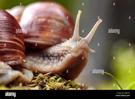 Helix pomatia also Roman snail, Burgundy snail, edible snail or escargot, is a species of large ...