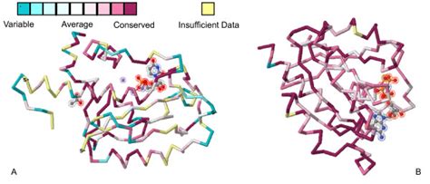 Three-dimensional conservation grading of ISG20 (A) and RAB30 (B). Two... | Download Scientific ...