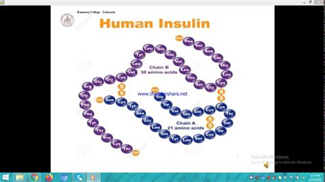 Human insulin Production - YouTube