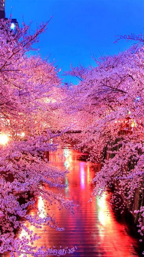 Cherry blossoms at night HD phone wallpaper | Pxfuel