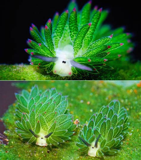 Meet the Leaf Sheep Slug, the only animal that can photosynthesize ...