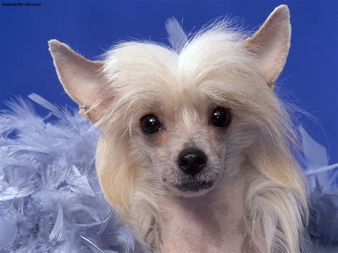 Chinese Crested - Puppies, Rescue, Pictures, Information, Temperament ...