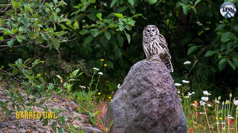 Wildlife returns to Mount St. Helens - YouTube