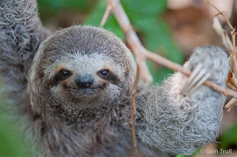 costa rica sloths – The Costa Rican Times