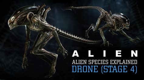 What Are The Different Types Of Xenomorphs In The Alien, 53% OFF