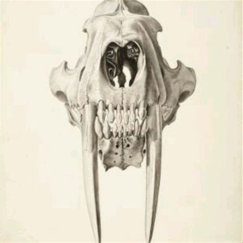 Saber Tooth Tiger Skull Front