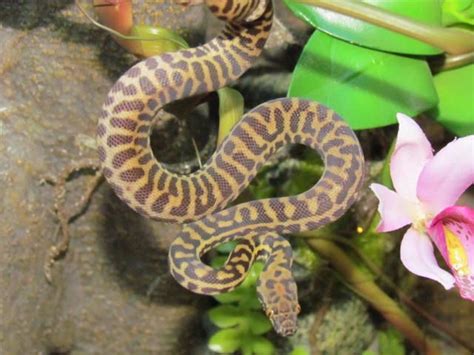 Arboreal snakes: Definition guide and basic care for arboreal snake ...